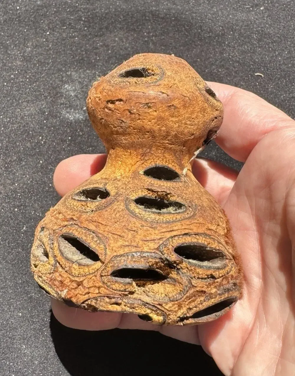 Banksia Seed Pod Candle Holder From Australia Hollow Handcrafted -A56